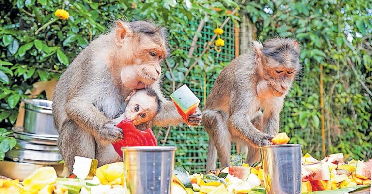 edayilakad-onam-celibration-monkey-1.jpg