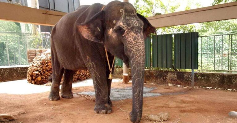 elephant-subhadra.JPG