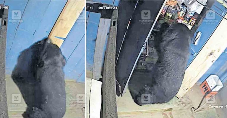 gudalur-bear1.jpg