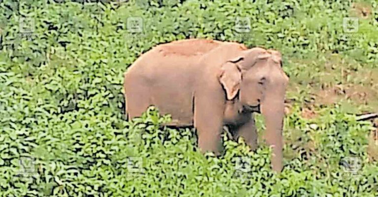 gudalur-wild-elephant.jpg