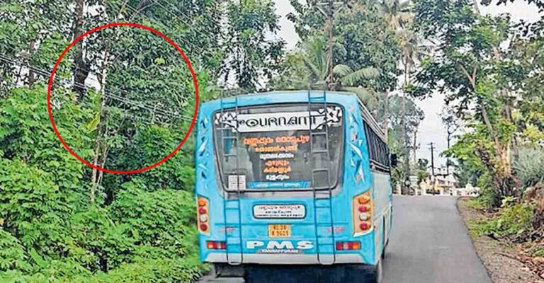idukki-road-side-electric-line.jpg