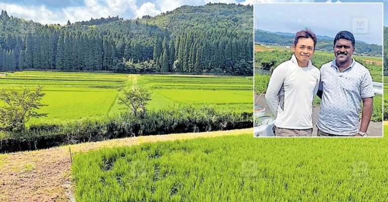 jappan-paddy-fields-1.jpg