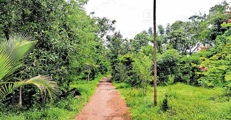 kaduthuruthy-green-road.jpg