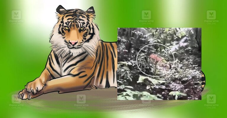 kakkayam-dam-tiger-sighting-1.jpg