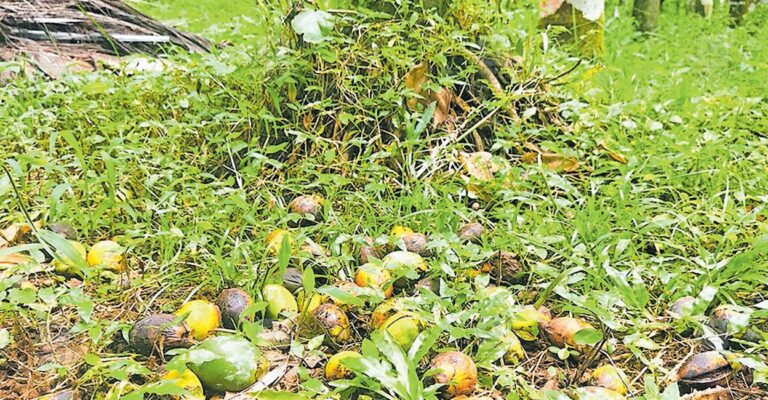 kanathur-arecanut-1.jpg