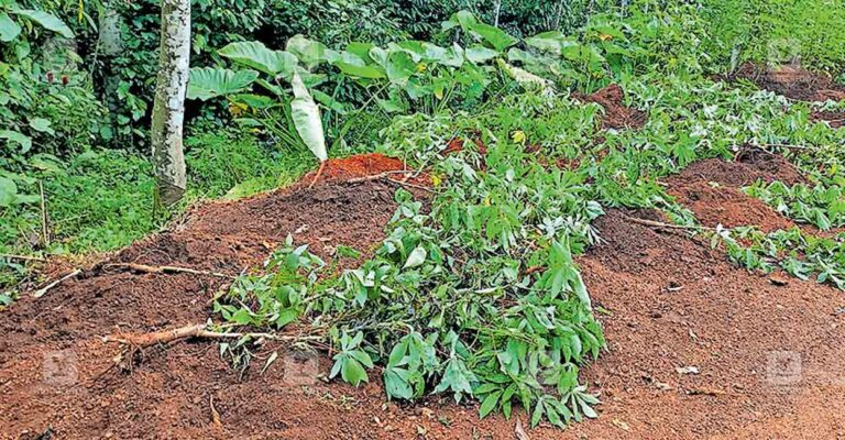 kannur-cherupuzha-wild-boar-attack.jpg