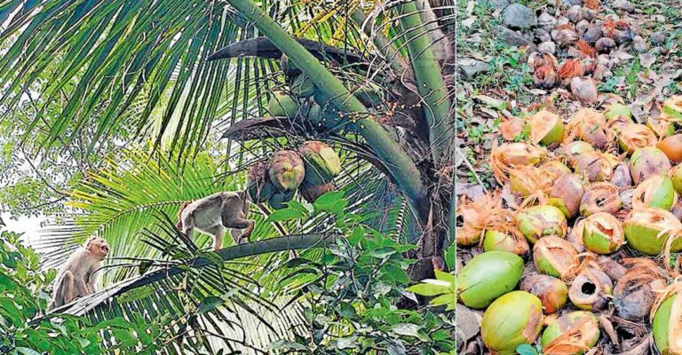 kasargod-monkey-attack-crop-damage.jpg