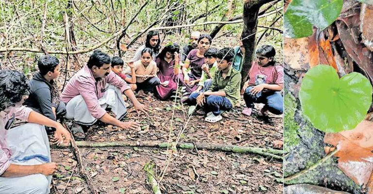 kasargod-observation-orilathamara-edayilekkadu.jpg