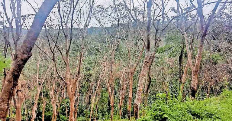 kasargod-rubber-plantation.jpg