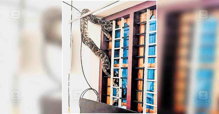 kollam-python.jpg