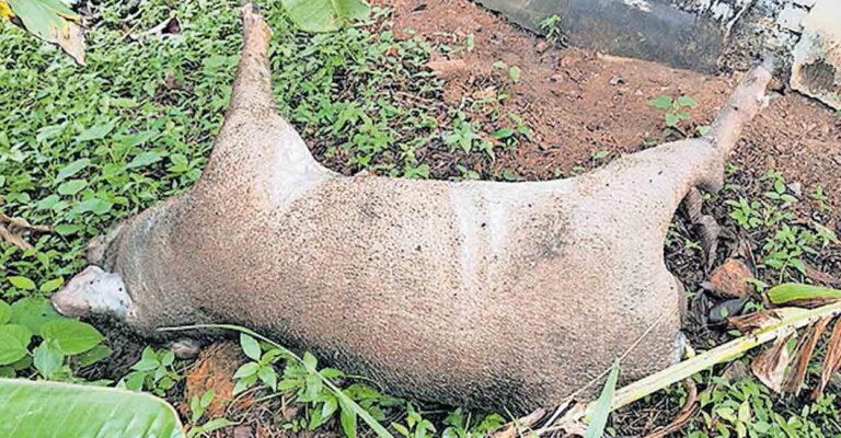 kollam-wild-boar.jpg