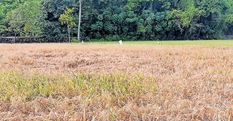 kollankode-kuniserry-paddy-fields-1.jpg