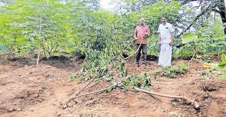 kozhikode-rajesh-farming-plot.jpg