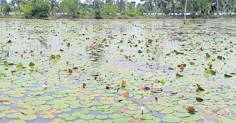 kuttanad-farming-challenges.jpg