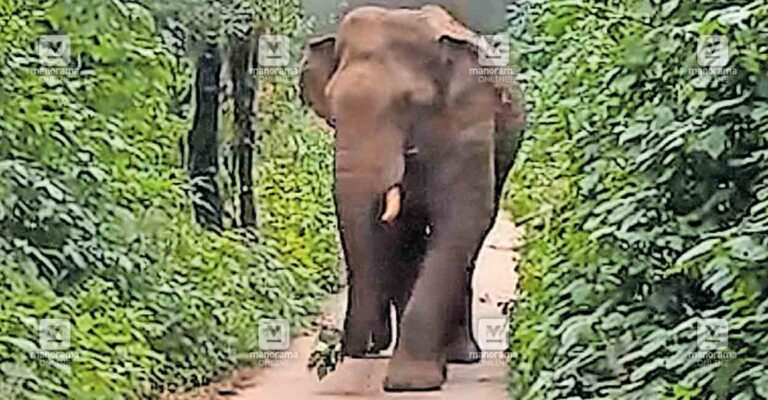 munnar-wild-elephant.jpg