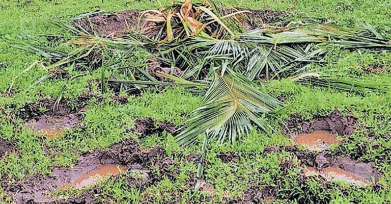 muthalamada-wild-elephant-damage.jpg