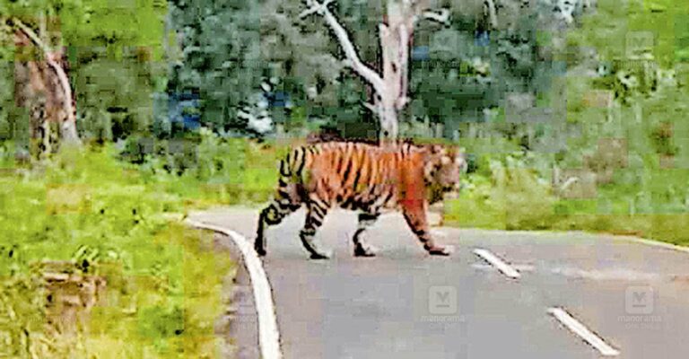 muthumala-tiger.jpg