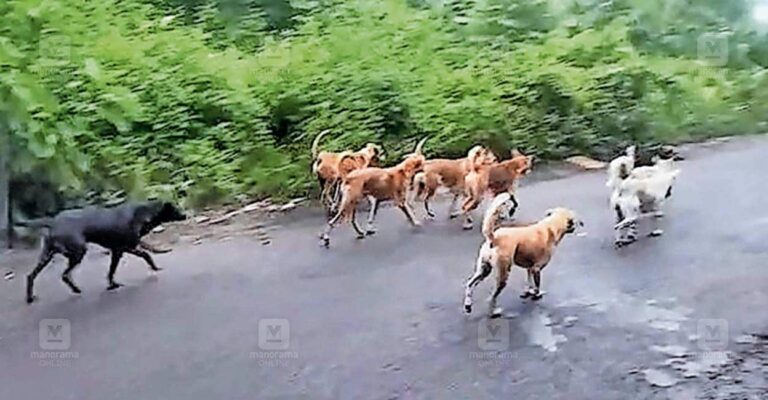 neerikode-stray-dogs.jpg