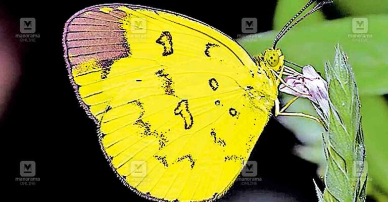 new-butterfly.jpg