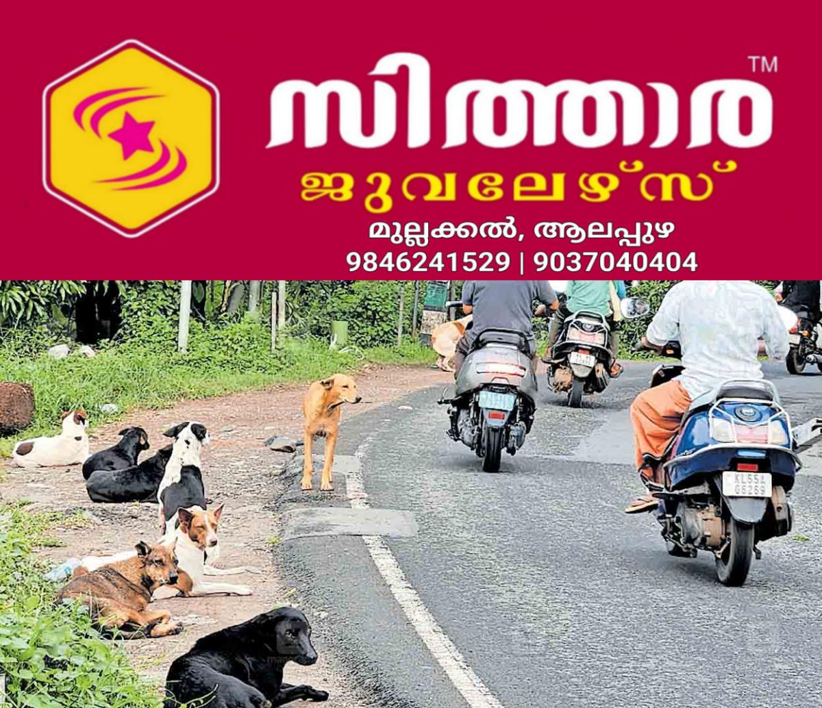 newskerala.net_1756701126_kozhikode-dogs