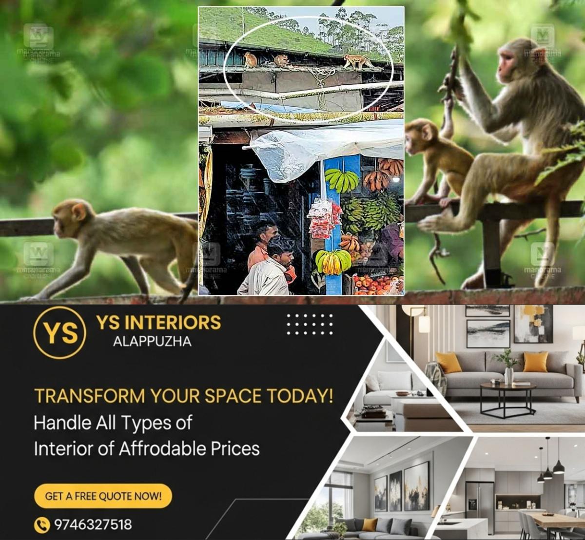 newskerala.net_1756703163_munnar-monkey-menace-idk