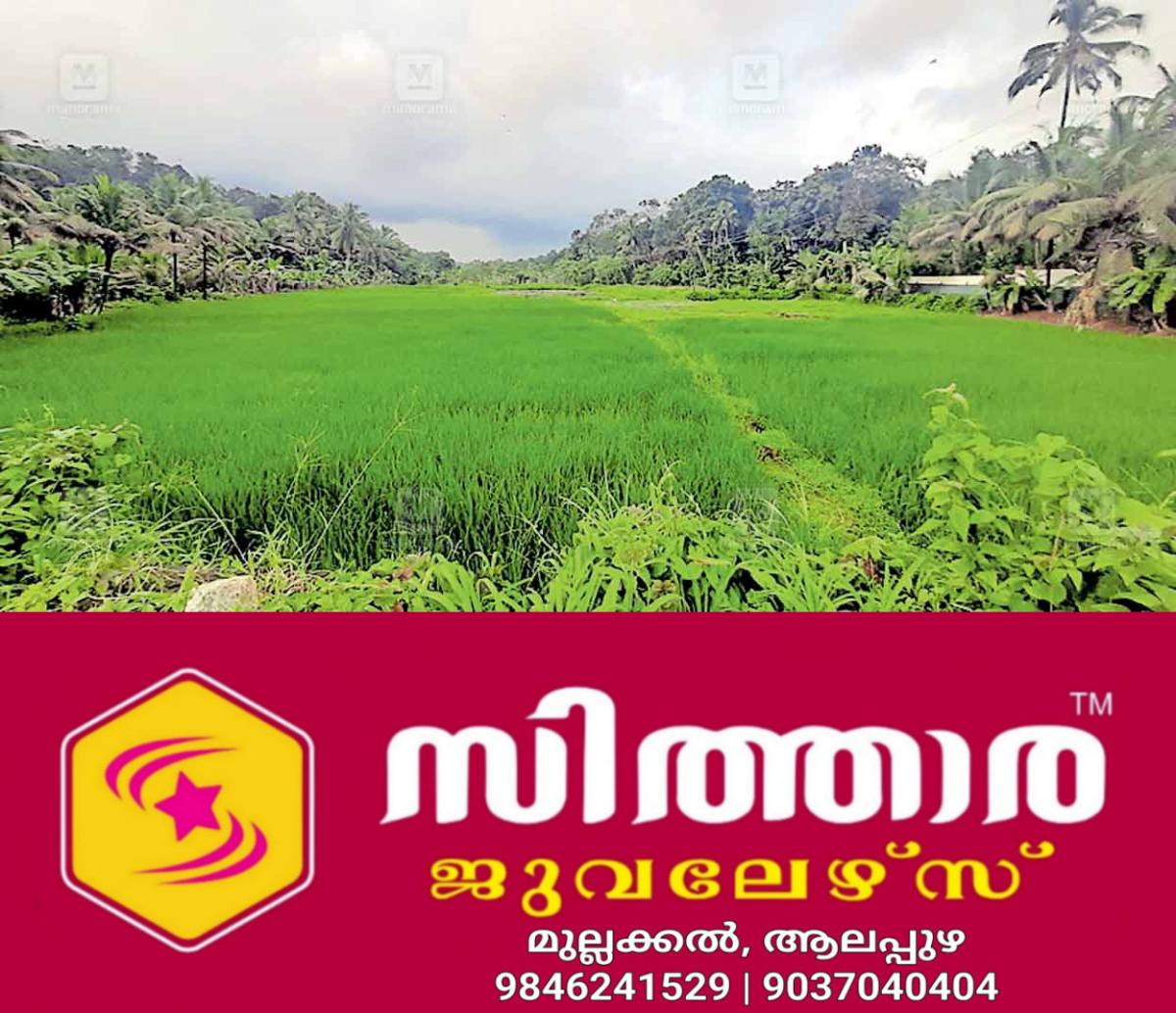 newskerala.net_1756797003_Rice-farming