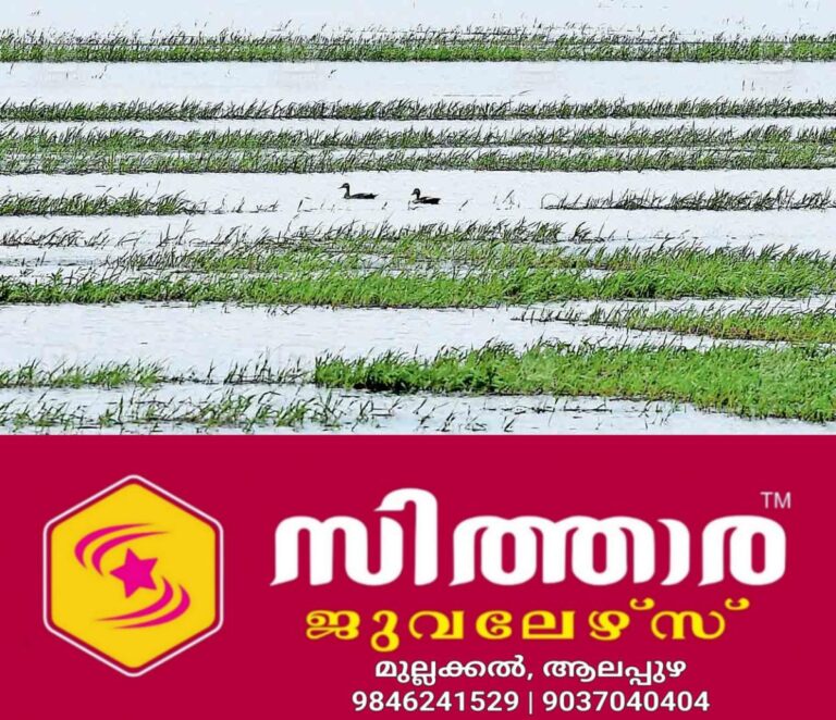 newskerala.net_1756799165_waterlogged-paddy