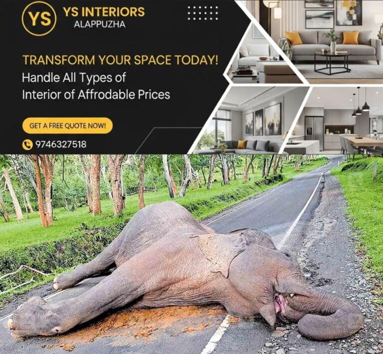 newskerala.net_1756849084_wild-elephant-death