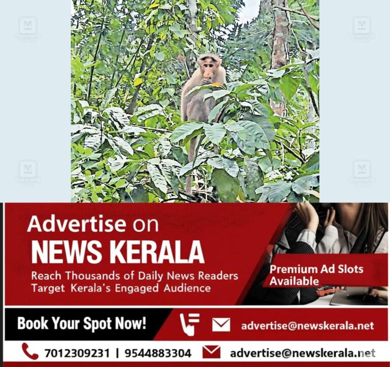 newskerala.net_1756980125_wayanad-panamaram-monkey