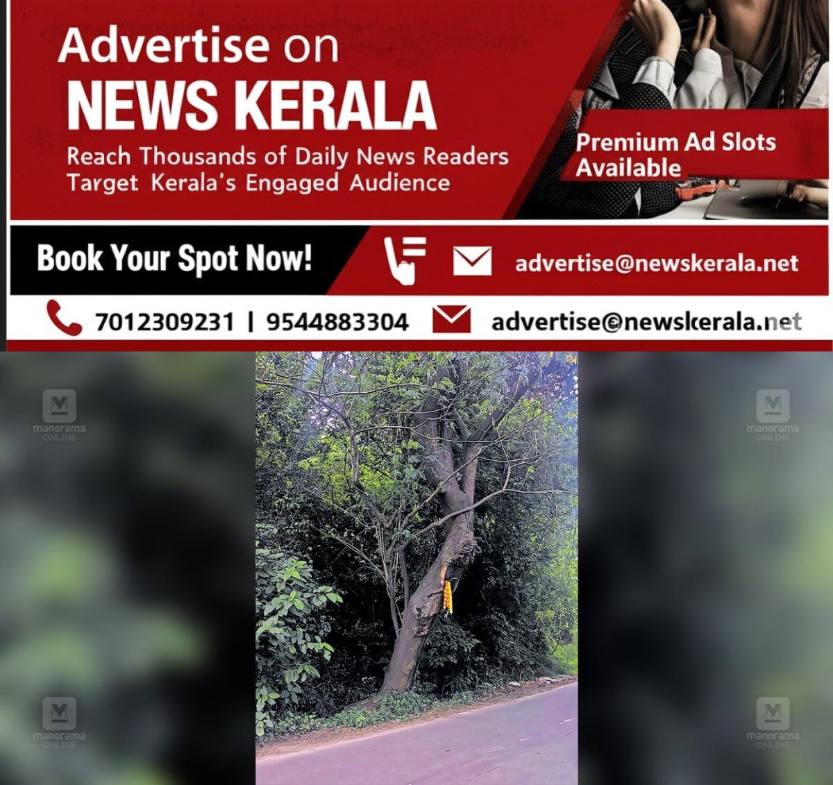 newskerala.net_1757487362_chittilancheri-dangour-tree