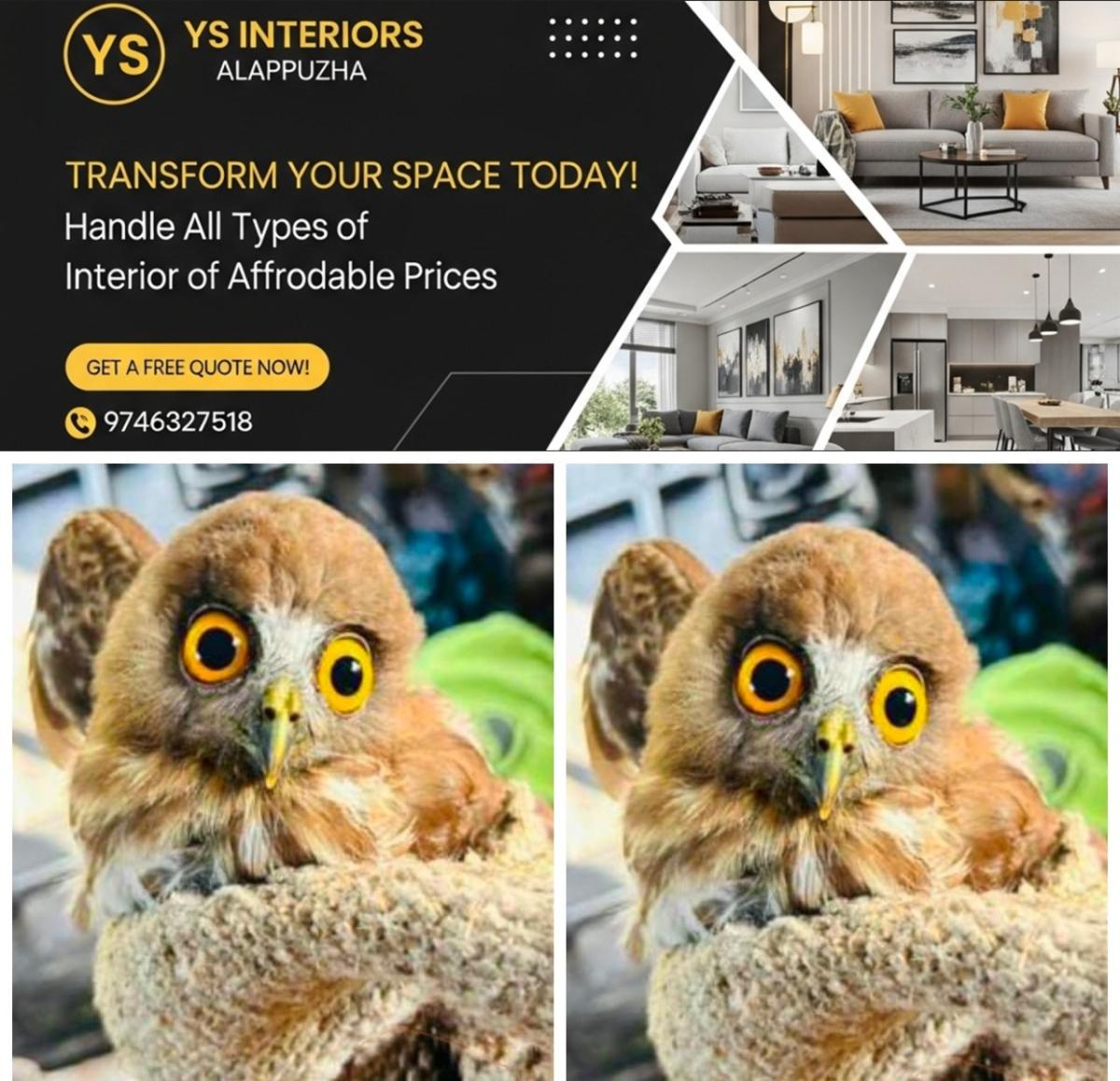 newskerala.net_1757533681_w-1280h-720format-jpgimgid-01k4tj3k0awcfyw0fqtyr1am4dimgname-owl-1757533031434
