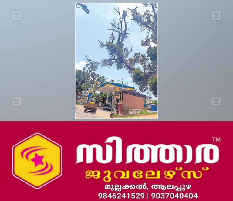 newskerala.net_1757651043_mango-tree