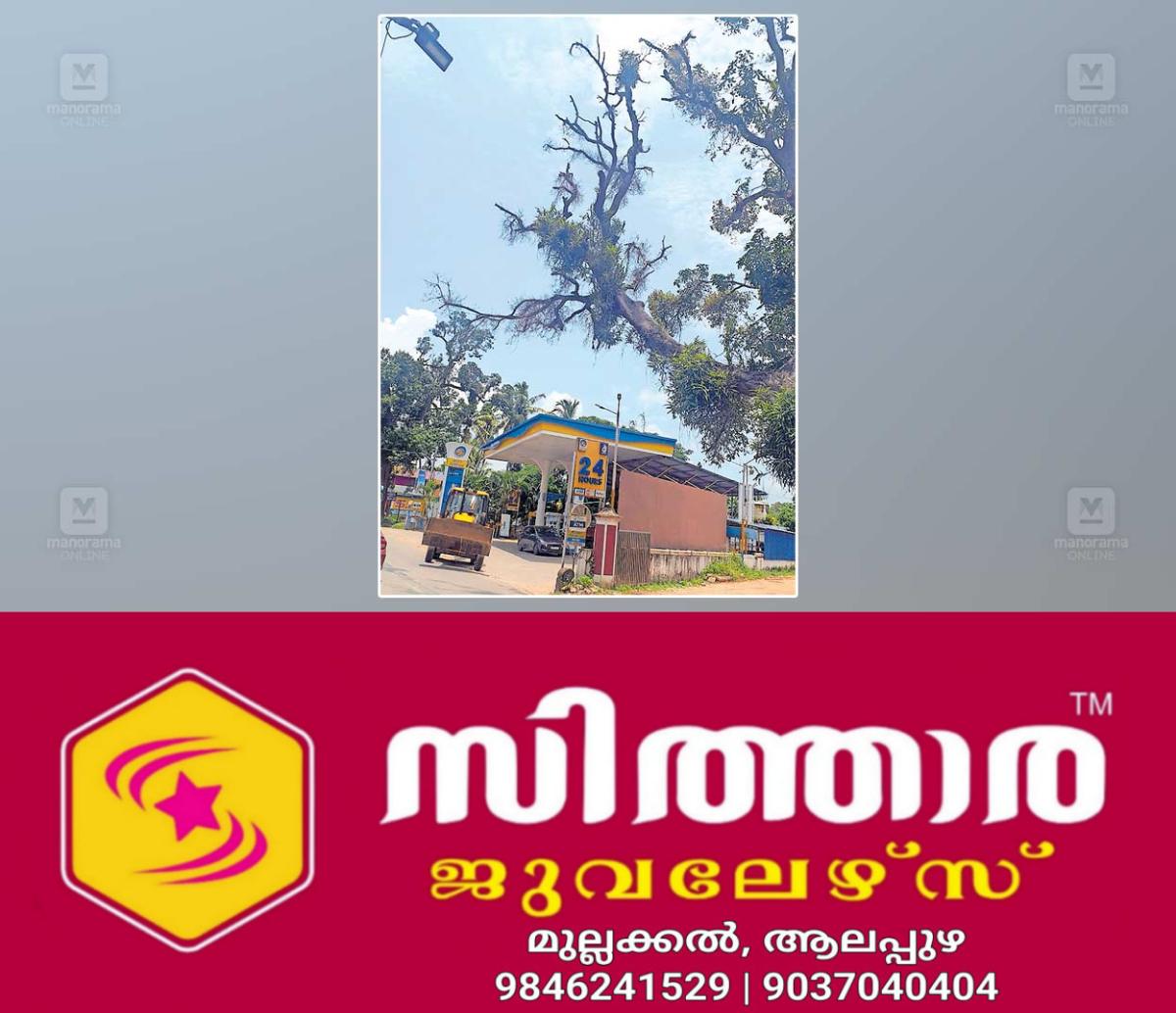 newskerala.net_1757651043_mango-tree