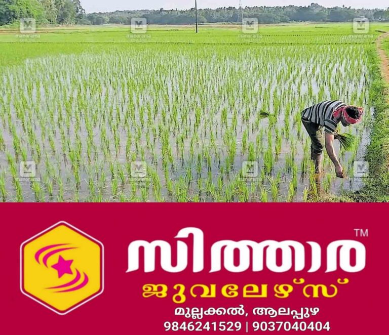 newskerala.net_1757657530_porkkulam-vedakkad-paadi-field