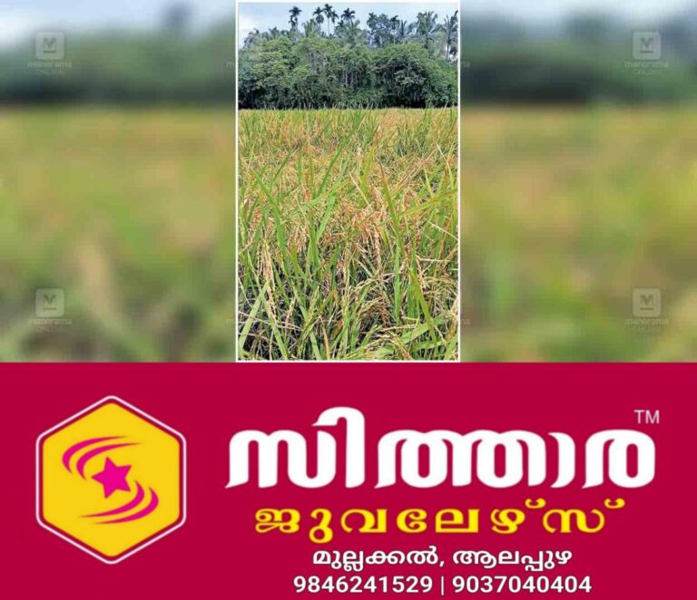 newskerala.net_1757673371_palakkad-paddy-field
