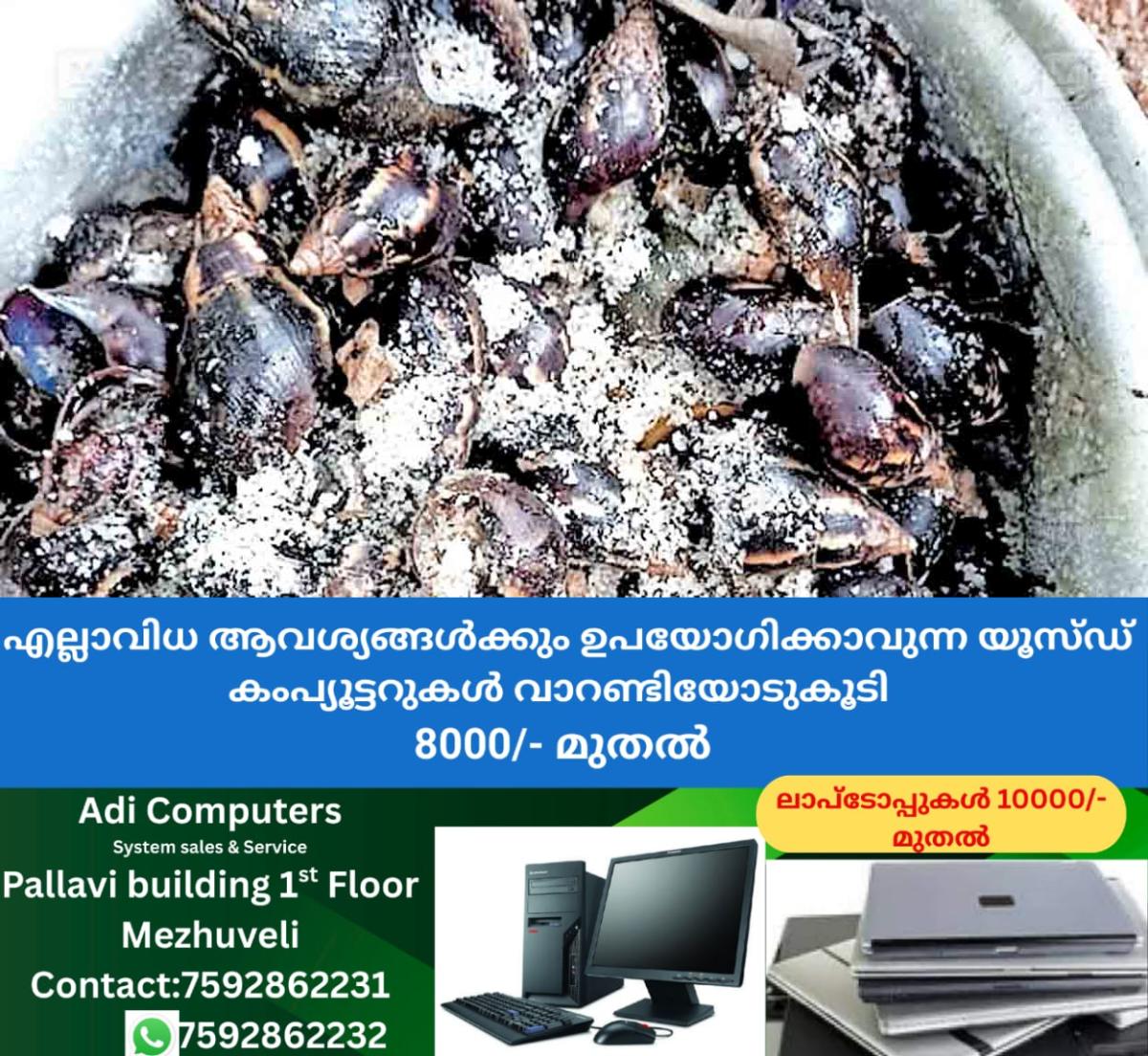 newskerala.net_1757706507_african-snail