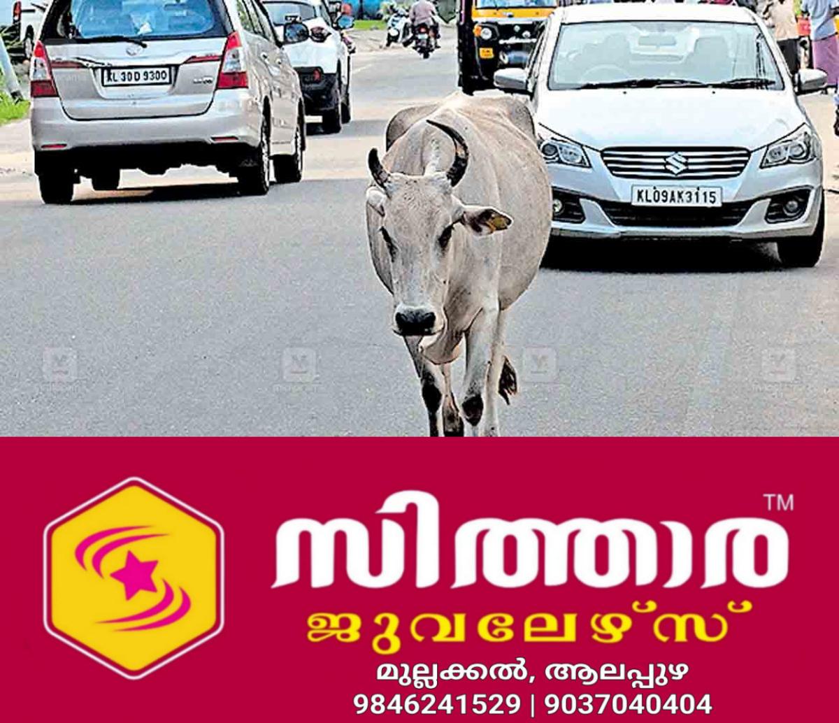 newskerala.net_1757730962_palakkad-animal