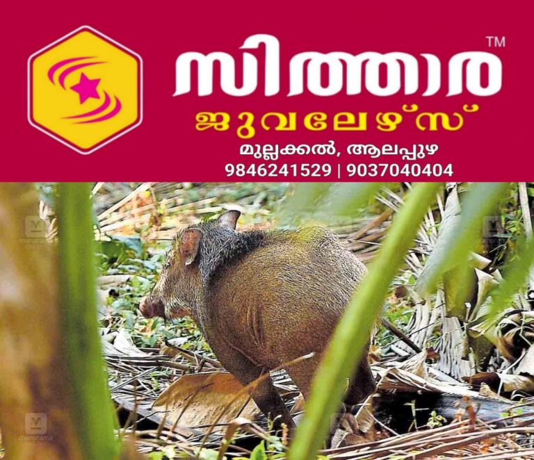 newskerala.net_1757745484_wild-boar
