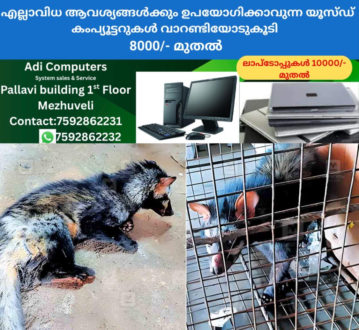 newskerala.net_1757754029_palm-civets