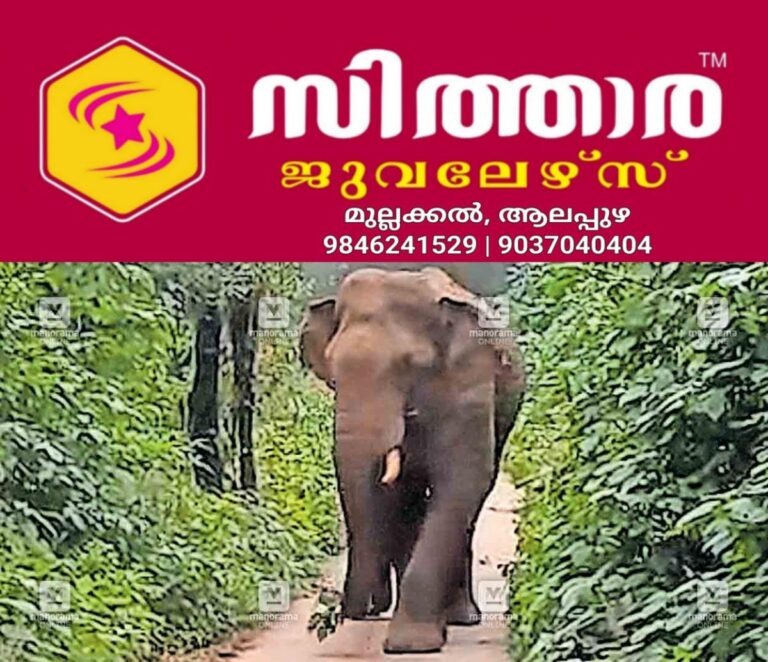 newskerala.net_1757835269_munnar-wild-elephant