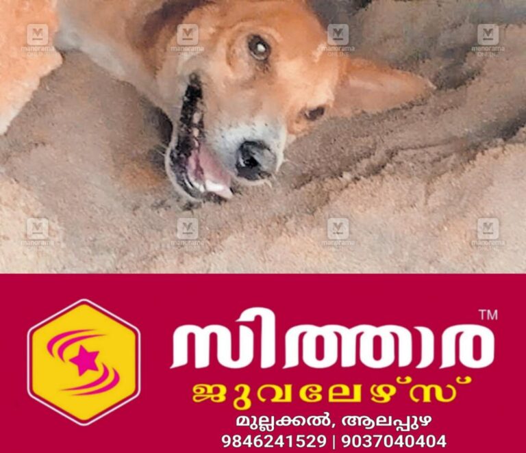 newskerala.net_1757909044_dog-stuck-in-concrete-slab