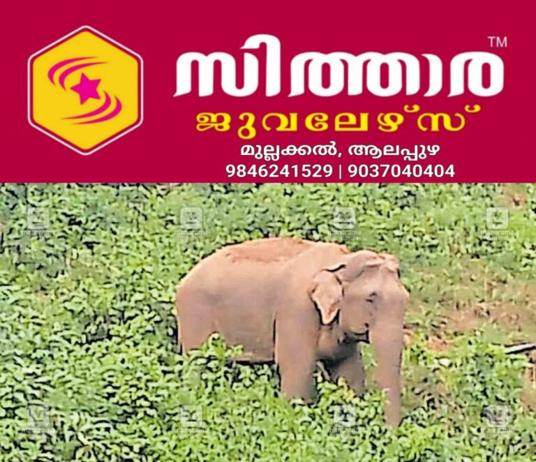 newskerala.net_1757911226_gudalur-wild-elephant
