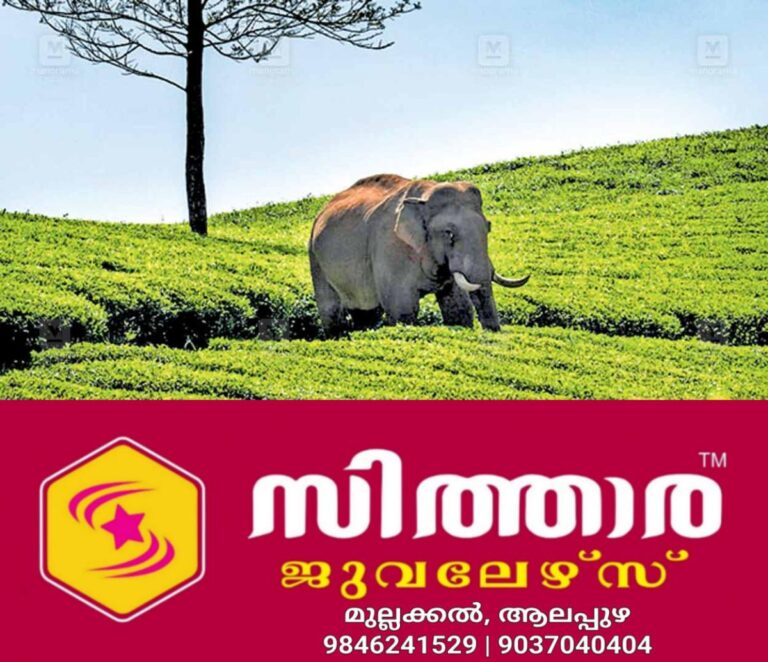 newskerala.net_1757912645_1757052491_wild-elephant
