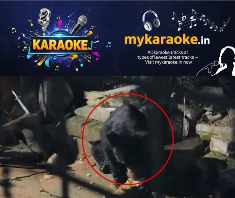 newskerala.net_1758012246_bear