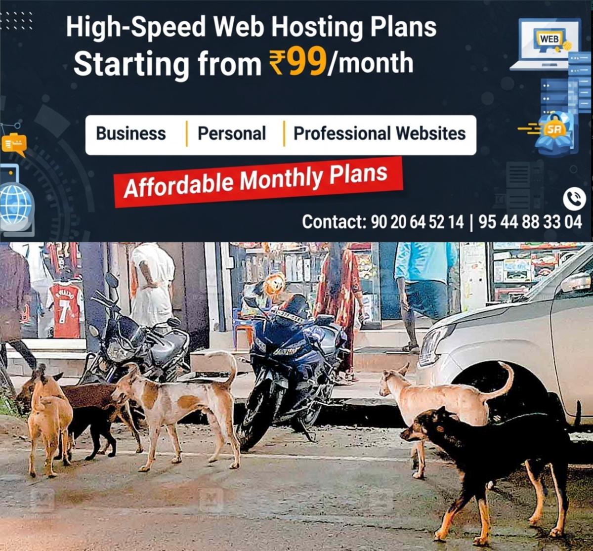 newskerala.net_1758061443_kumily-stary-dog