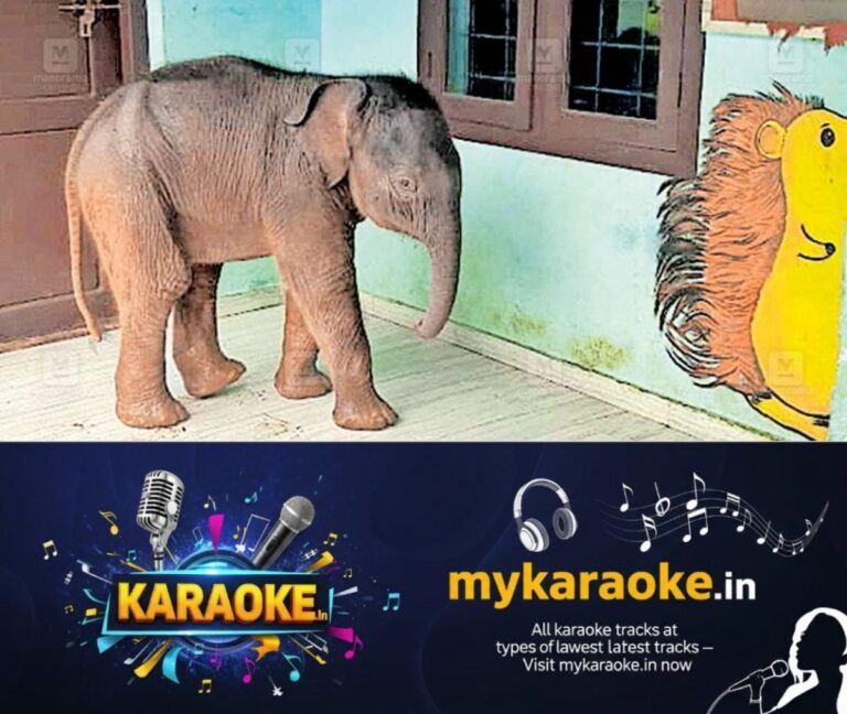 newskerala.net_1758081242_wayanad-baby-elephant