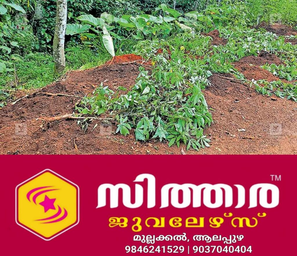 newskerala.net_1758163086_kannur-cherupuzha-wild-boar-attack