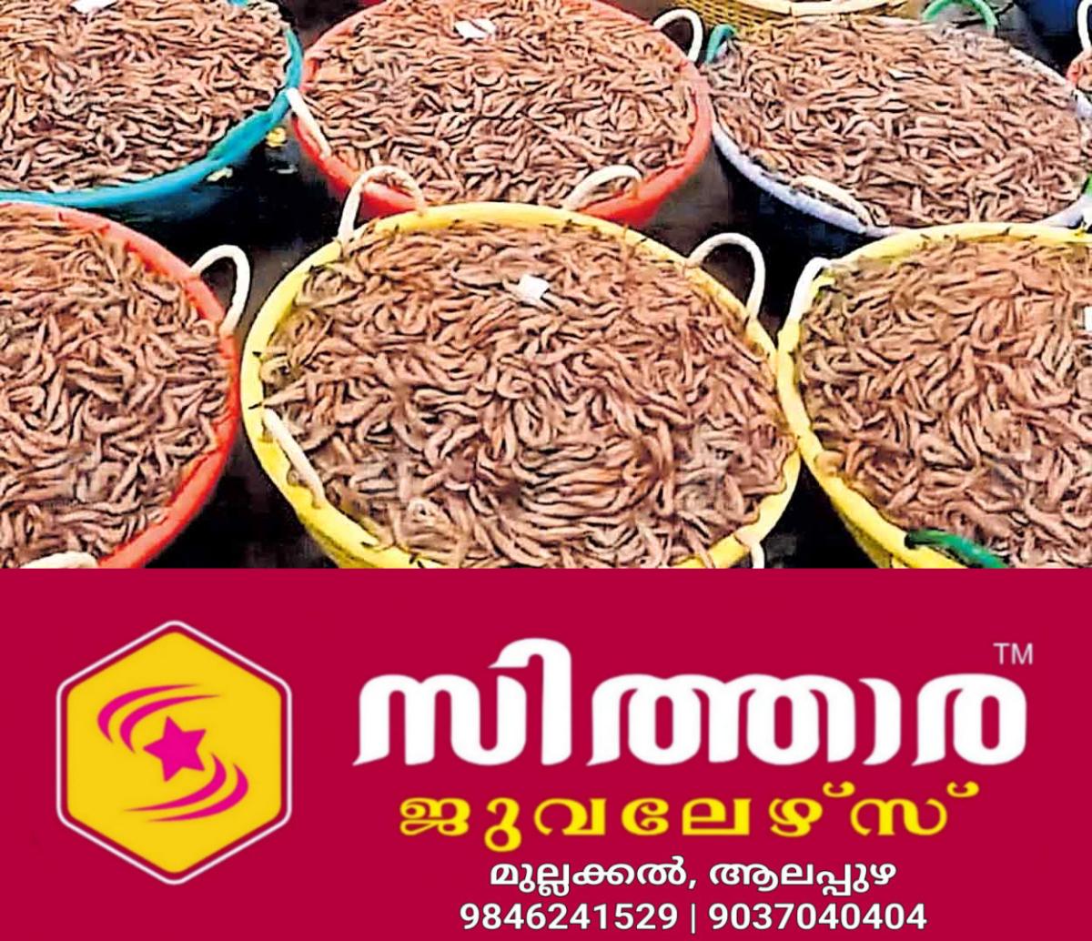newskerala.net_1758347523_shrimp