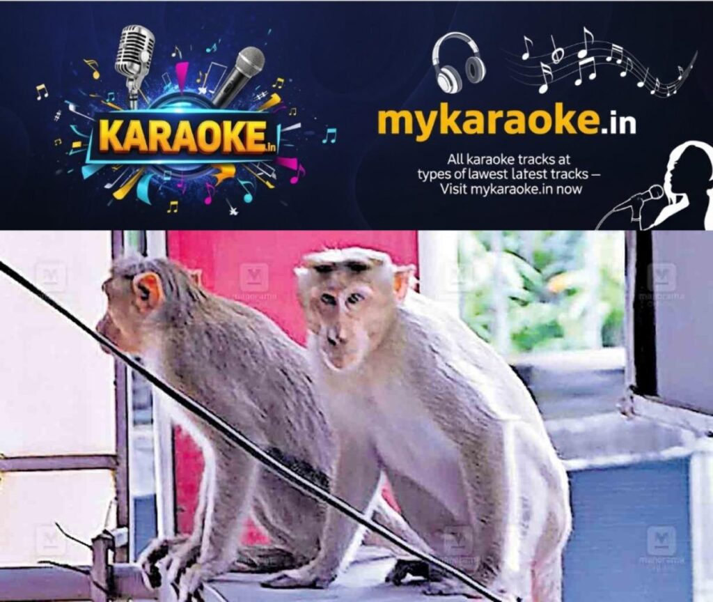 newskerala.net_1758347831_kottayam-monkeys