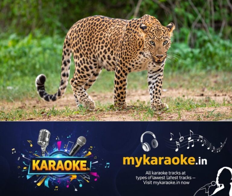 newskerala.net_1758489866_male-leopard-110801
